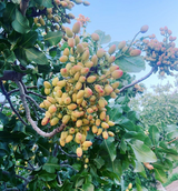 Santa Barbara Organic Pistachios on the tree